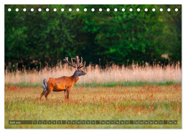 Produktbild: Wilder Dar&szlig; - Fuchs, Hirsch und Co. 2026 (Tischkalender 2026 DIN A5 quer), CALVENDO Monatskalender