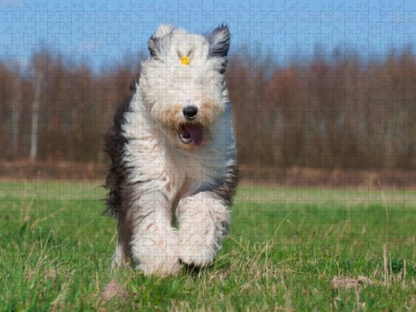 Produktbild: CALVENDO Puzzle Rennender Bobtail | 1000 Teile Lege-Gr&ouml;&szlig;e 64x48cm Foto-Puzzle f&uuml;r gl&uuml;ckliche Stunden