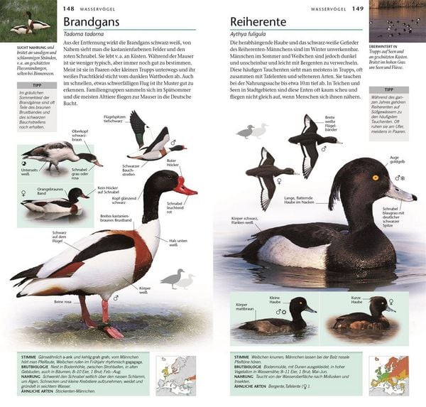 Produktbild: V&ouml;gel
