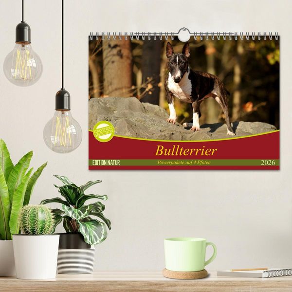 Produktbild: Bullterrier, Powerpakete auf 4 Pfoten (Wandkalender 2026 DIN A4 quer), CALVENDO Monatskalender