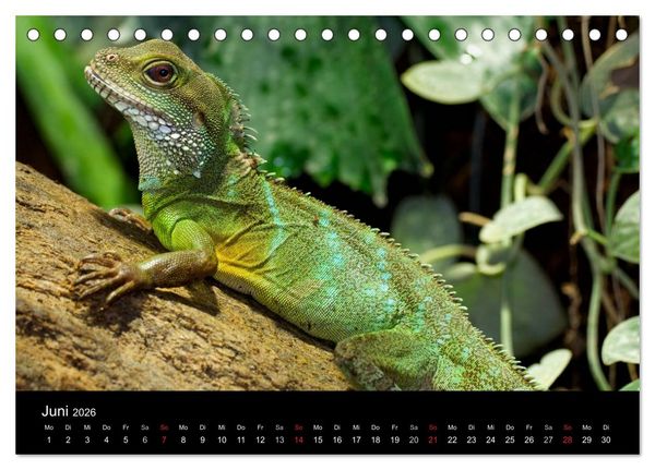 Produktbild: Reptilien & Co. (Tischkalender 2026 DIN A5 quer), CALVENDO Monatskalender