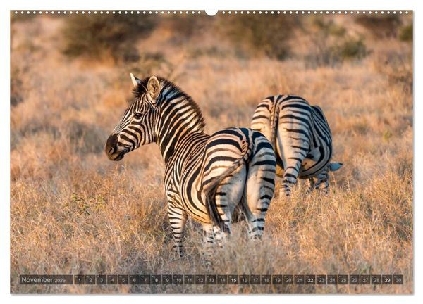 Produktbild: S&uuml;dafrika - Die Tierwelt (Wandkalender 2026 DIN A2 quer), CALVENDO Monatskalender