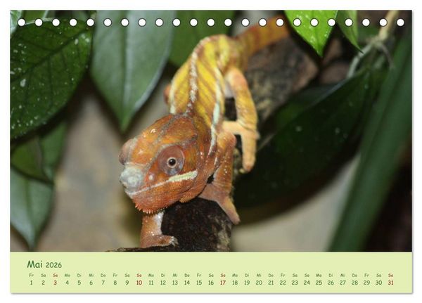 Produktbild: Augenblicke der Cham&auml;leons (Tischkalender 2026 DIN A5 quer), CALVENDO Monatskalender