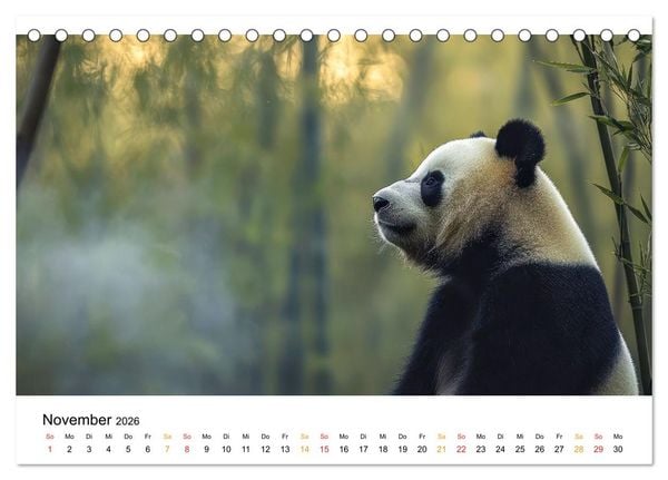 Produktbild: Panda - die Stimme der Wildnis (Tischkalender 2026 DIN A5 quer), CALVENDO Monatskalender