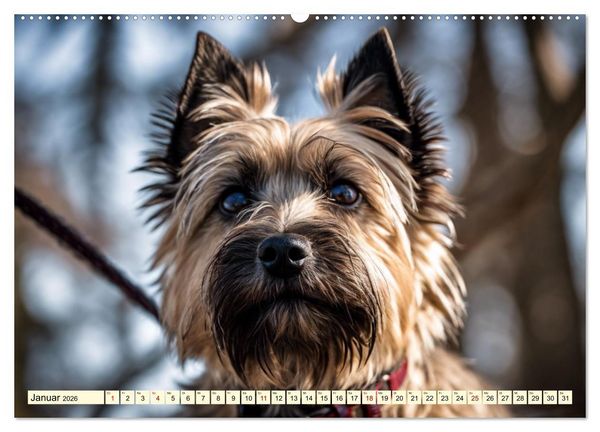 Produktbild: Cairn Terrier - lustiges Raubein aus Schottland (Wandkalender 2026 DIN A2 quer), CALVENDO Monatskalender