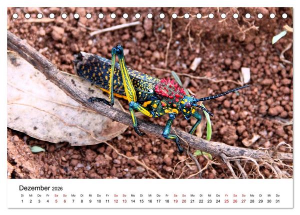 Produktbild: Tiere Madagaskars (Tischkalender 2026 DIN A5 quer), CALVENDO Monatskalender