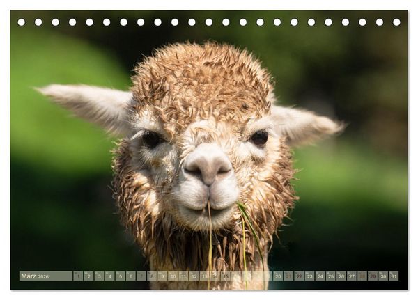 Produktbild: Alpakas im Portrait (Tischkalender 2026 DIN A5 quer), CALVENDO Monatskalender