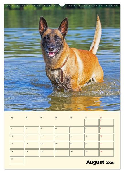 Produktbild: Familienplaner Tausendsassa Malinois (Wandkalender 2026 DIN A2 hoch), CALVENDO Monatskalender