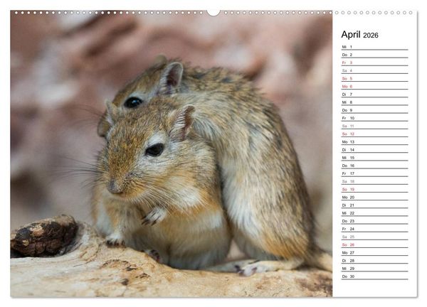 Produktbild: Mausebande (Wandkalender 2026 DIN A2 quer), CALVENDO Monatskalender