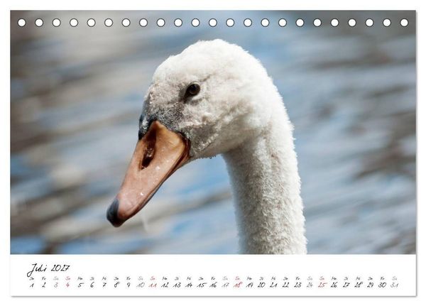 Produktbild: Vom K&uuml;ken zum Schwan (Tischkalender 2027 DIN A5 quer), CALVENDO Monatskalender