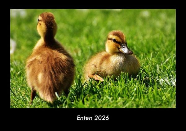 Produktbild: Enten 2026 Fotokalender DIN A3