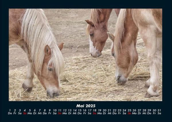 Produktbild: Die Welt der Pferde 2025 Fotokalender DIN A4