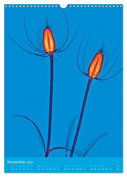 Produktbild: Durchleuchtete Blumenwelt 2026 (Wandkalender 2026 DIN A3 hoch), CALVENDO Monatskalender