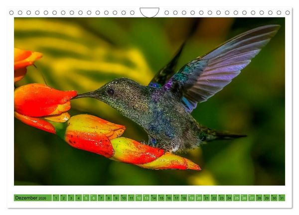 Produktbild: Kolibris; Anmut, Sch&ouml;nheit, Farben (Wandkalender 2026 DIN A4 quer), CALVENDO Monatskalender