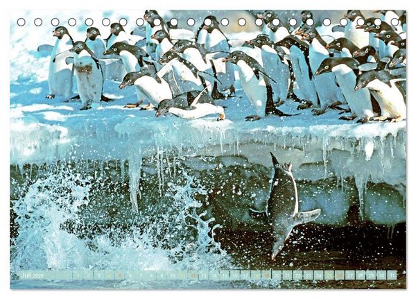 Produktbild: Pinguine: Gehupft wie gesprungen (Tischkalender 2026 DIN A5 quer), CALVENDO Monatskalender