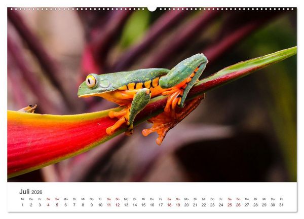Produktbild: Fr&ouml;sche - Die wundersch&ouml;ne Welt der bunten H&uuml;pfer. (Wandkalender 2026 DIN A2 quer), CALVENDO Monatskalender