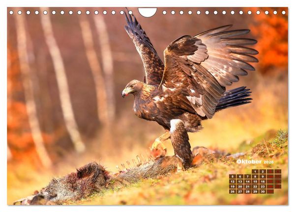 Produktbild: Tiere in freier Wildbahn by VogtArt (Wandkalender 2026 DIN A4 quer), CALVENDO Monatskalender