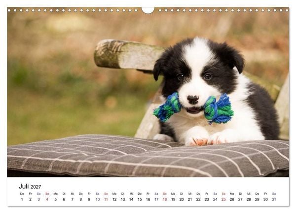 Produktbild: Pfotastische Border Collie Welpen (Wandkalender 2027 DIN A3 quer), CALVENDO Monatskalender