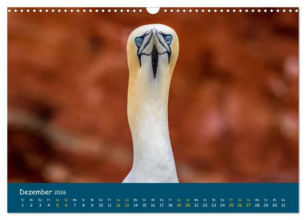Produktbild: Helgol&auml;nder Basst&ouml;lpel 2026 (Wandkalender 2026 DIN A3 quer), CALVENDO Monatskalender