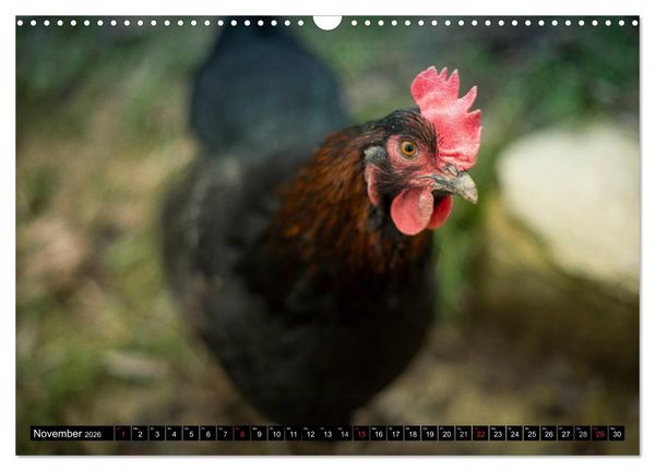 Produktbild: H&uuml;hner in meinem Garten (Wandkalender 2026 DIN A3 quer), CALVENDO Monatskalender