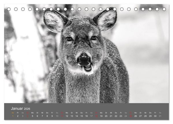 Produktbild: Tierische Augenblicke in Schwarz-Wei&szlig; (Tischkalender 2026 DIN A5 quer), CALVENDO Monatskalender