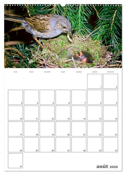 Produktbild: Les passereaux &agrave; l'or&eacute;e de la vie (Calendrier mural 2026 DIN A2 horizontal), CALVENDO calendrier mensuel