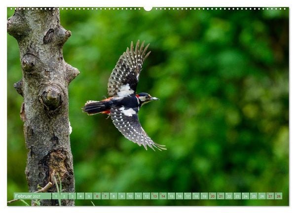 Produktbild: Buntspechte im Flug (hochwertiger Premium Wandkalender 2027 DIN A2 quer), Kunstdruck in Hochglanz