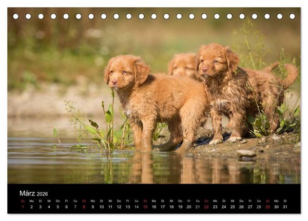 Produktbild: Toller - Nova Scotia Duck Tolling Retriever (Tischkalender 2026 DIN A5 quer), CALVENDO Monatskalender