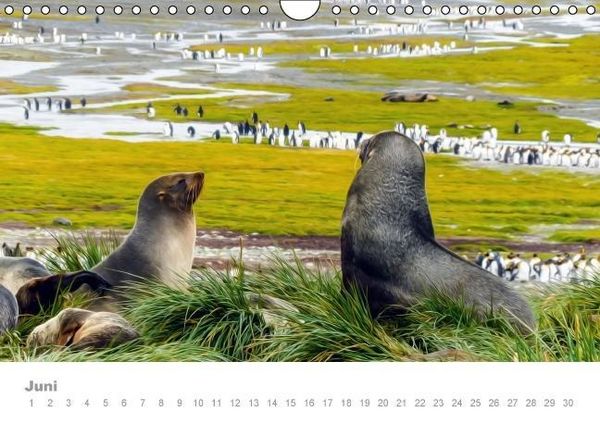 Produktbild: ANTARKTIS (Wandkalender immerw&auml;hrend DIN A4 quer)