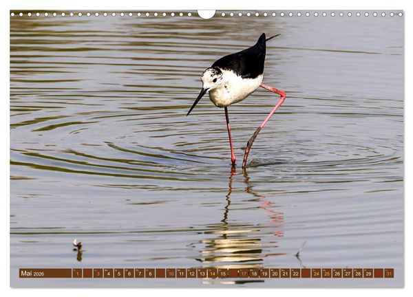 Produktbild: Die Vogelwelt der Camargue (Wandkalender 2026 DIN A3 quer), CALVENDO Monatskalender