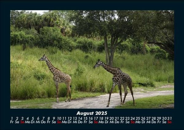 Produktbild: Giraffen 2025 Fotokalender DIN A5