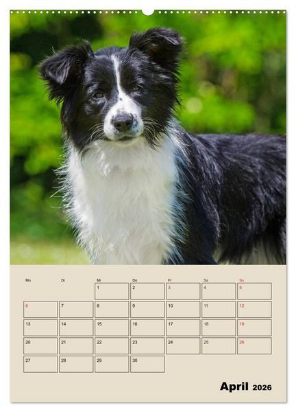 Produktbild: Border Collie - Ein Familienplaner (Wandkalender 2026 DIN A2 hoch), CALVENDO Monatskalender