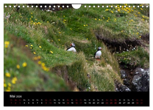 Produktbild: Puffins - V&ouml;gel des Nordens (Wandkalender 2026 DIN A4 quer), CALVENDO Monatskalender