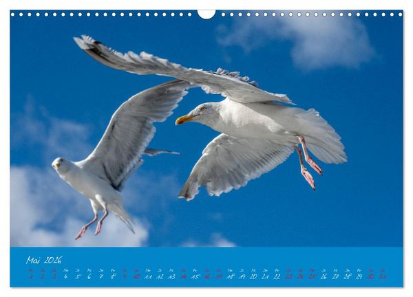 Produktbild: M&ouml;wen die Begleiter an Meer und See (Wandkalender 2026 DIN A3 quer), CALVENDO Monatskalender