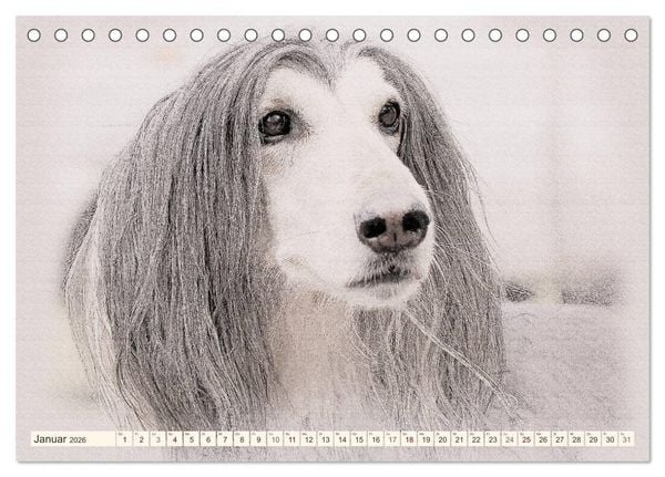 Produktbild: Windhunde 2026 (Tischkalender 2026 DIN A5 quer), CALVENDO Monatskalender