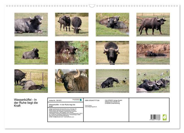 Produktbild: Wasserb&uuml;ffel - In der Ruhe liegt die Kraft (Wandkalender 2026 DIN A2 quer), CALVENDO Monatskalender