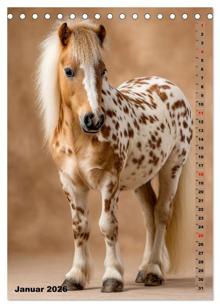Produktbild: Das Leben ist ein Ponyhof - Zwergponys im Studiolicht (Tischkalender 2026 DIN A5 hoch), CALVENDO Monatskalender