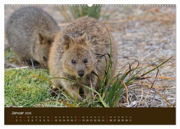 Produktbild: Beuteltiere Australiens (hochwertiger Premium Wandkalender 2026 DIN A2 quer), Kunstdruck in Hochglanz
