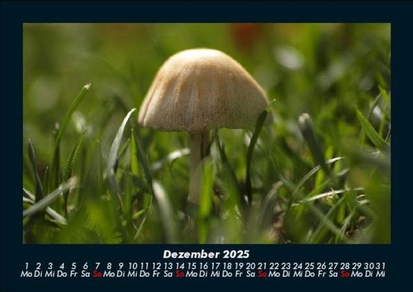 Produktbild: Pilzkalender 2025 Fotokalender DIN A5