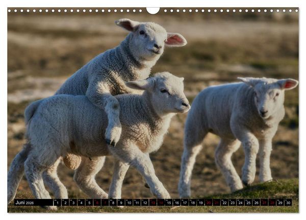Produktbild: Schafe auf Sylt (Wandkalender 2026 DIN A3 quer), CALVENDO Monatskalender