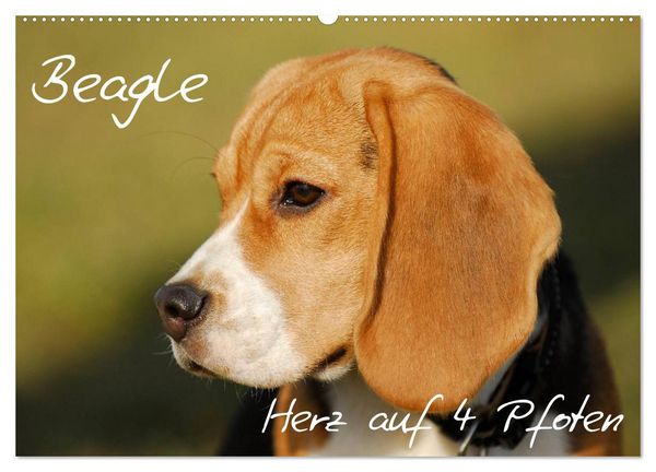 Beagle - Herz auf 4 Pfoten (Wandkalender 2026 DIN A2 quer), CALVENDO Monatskalender
