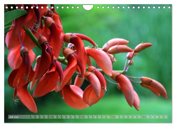 Produktbild: Fern&ouml;stlicher Zauber Japanischer Garten Leverkusen (Wandkalender 2026 DIN A4 quer), CALVENDO Monatskalender