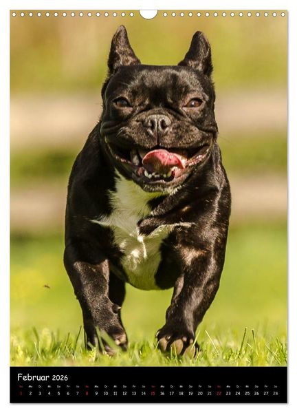 Produktbild: Franz&ouml;sische Bulldoggen - Eine Bully Liebeserk&auml;rung (Wandkalender 2026 DIN A3 hoch), CALVENDO Monatskalender