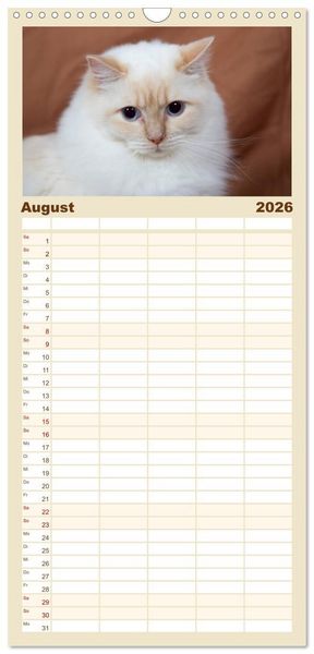 Produktbild: Familienplaner 2026 - Ragdolls mit 5 Spalten (Wandkalender, 21 x 45 cm) CALVENDO