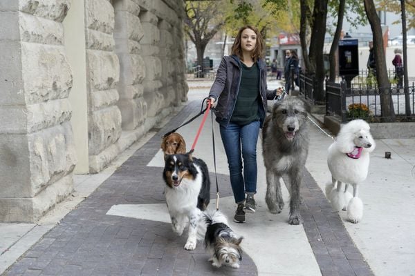 Produktbild: Bailey - Ein Hund kehrt zur&uuml;ck