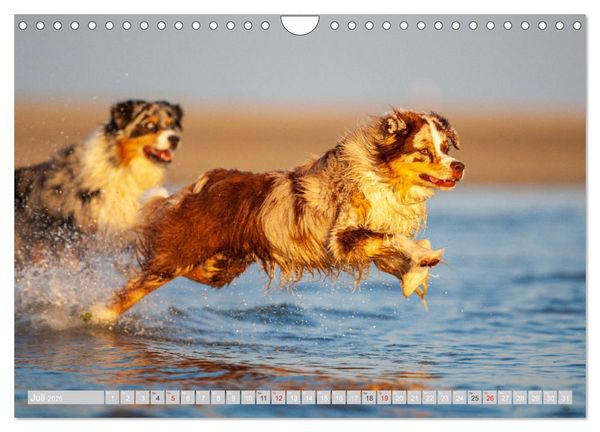 Produktbild: Australian Shepherd 2026 (Wandkalender 2026 DIN A4 quer), CALVENDO Monatskalender