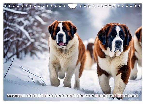 Produktbild: Gigant Bernhardiner (Wandkalender 2026 DIN A4 quer), CALVENDO Monatskalender