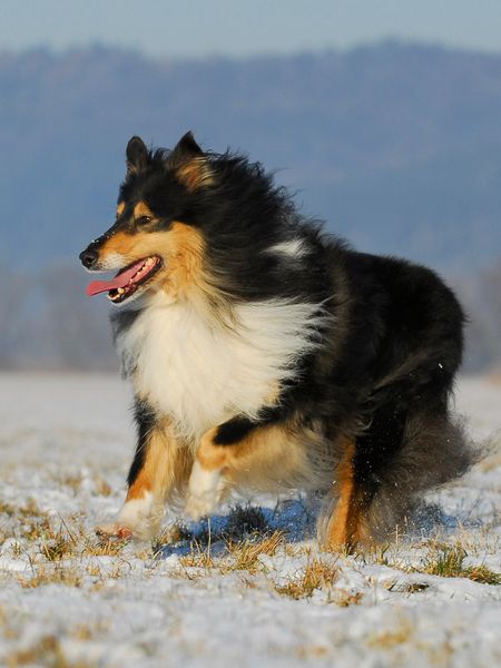 Produktbild: CALVENDO Puzzle Collie Spa&szlig; im Winter 1000 Teile Lege-Gr&ouml;&szlig;e 48 x 64 cm Foto-Puzzle Bild von Sigrid Starick