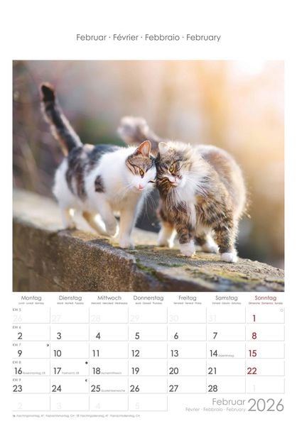 Katzen 2026 - Bildkalender 23,7x34 cm - Kalender mit Platz für Notizen - mit vielen Zusatzinformationen - Cats - Wandkalender - Alpha Edition