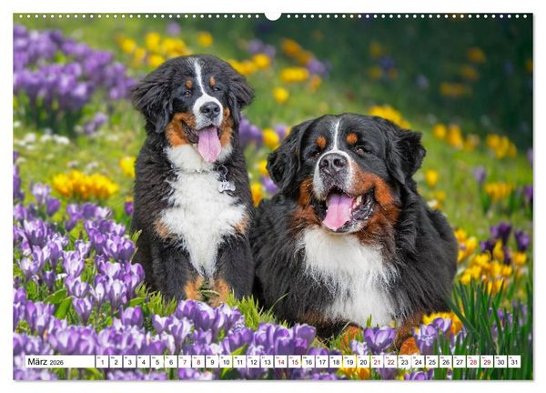 Produktbild: Berner Sennenhunde - Freunde f&uuml;r ein ganzes Leben (Wandkalender 2026 DIN A2 quer), CALVENDO Monatskalender